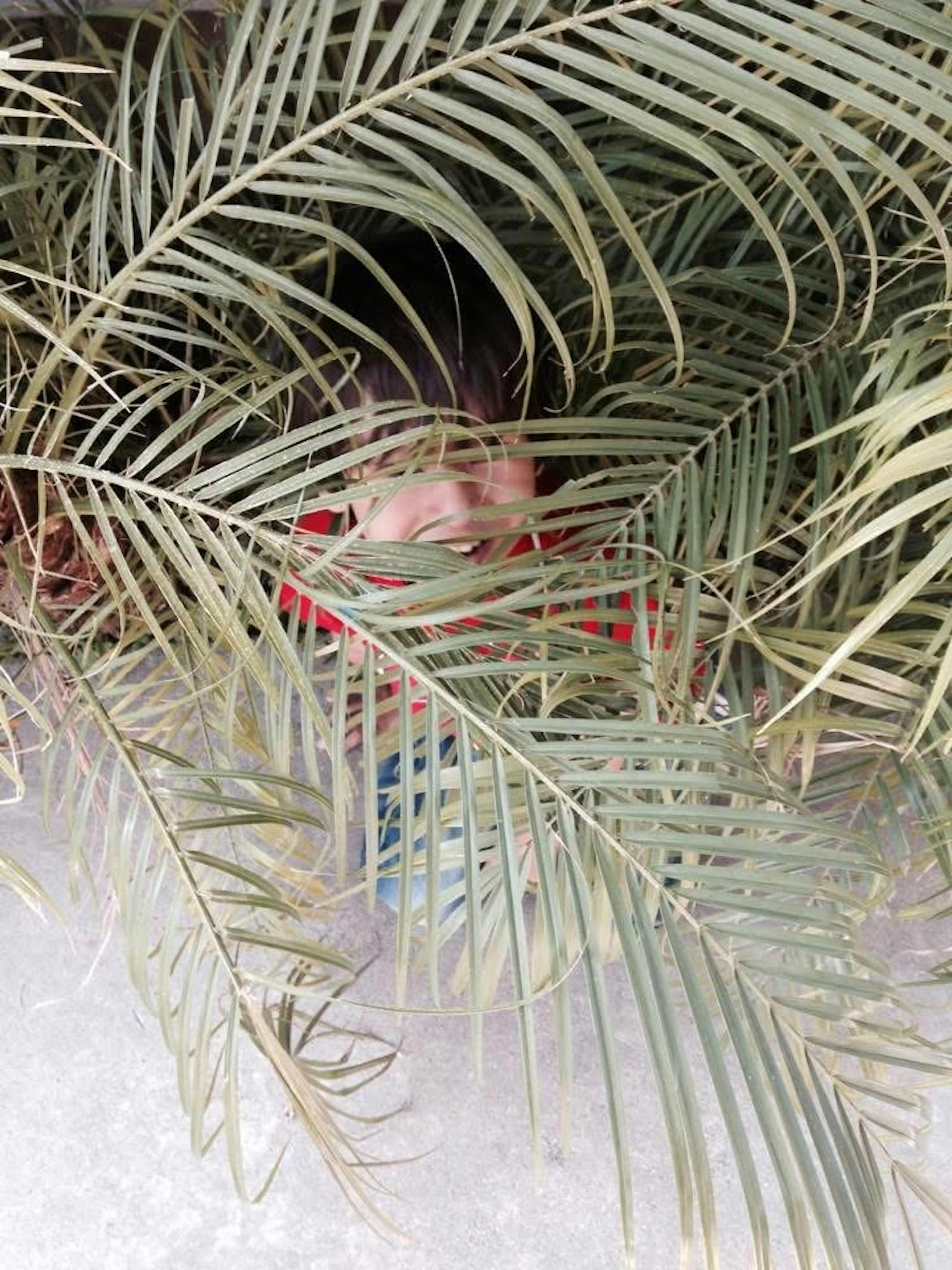 Child peeking through palm fronds