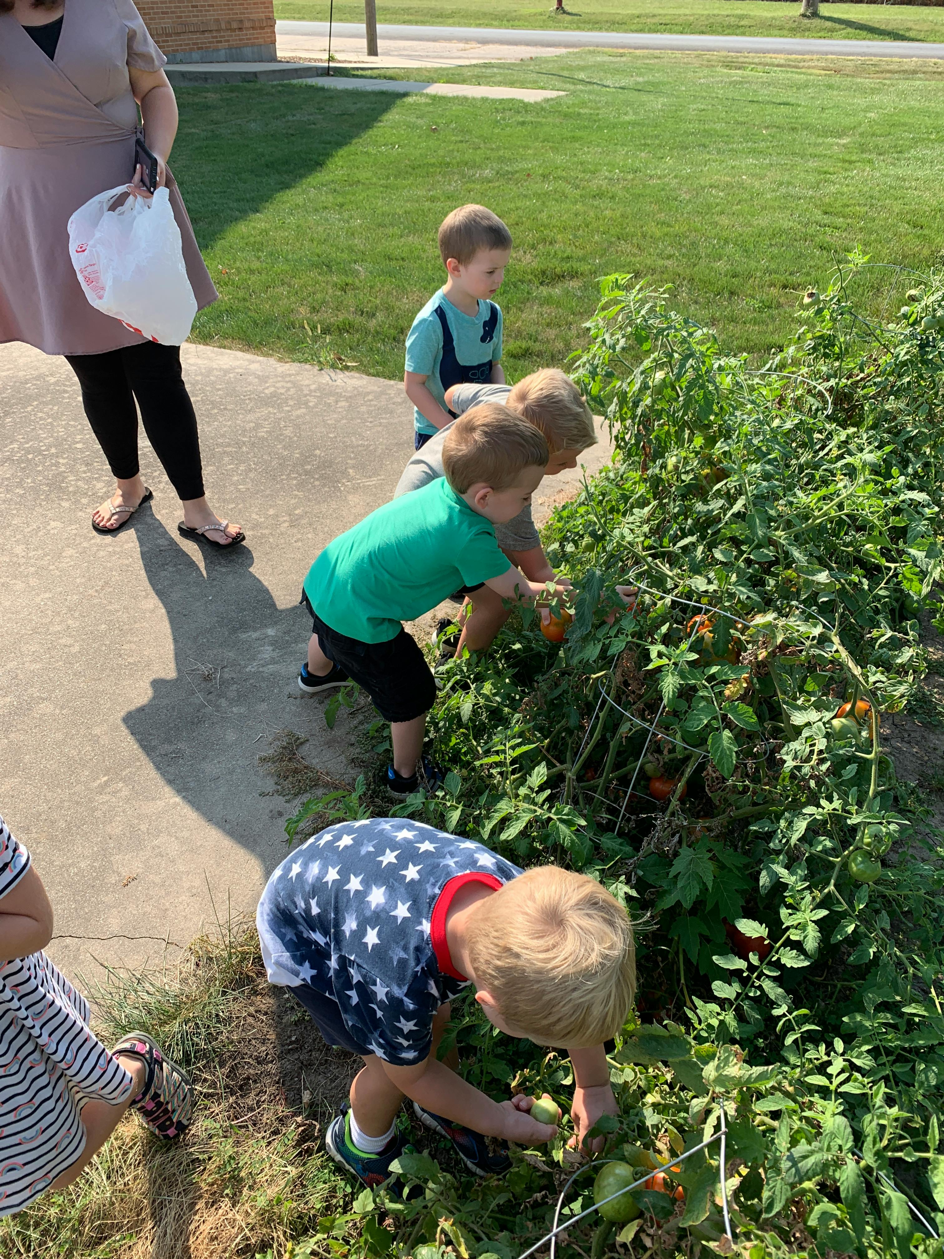 Children picking tomatoes from a garden