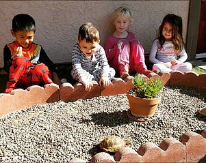 Four children watching a turtle in a gravel area