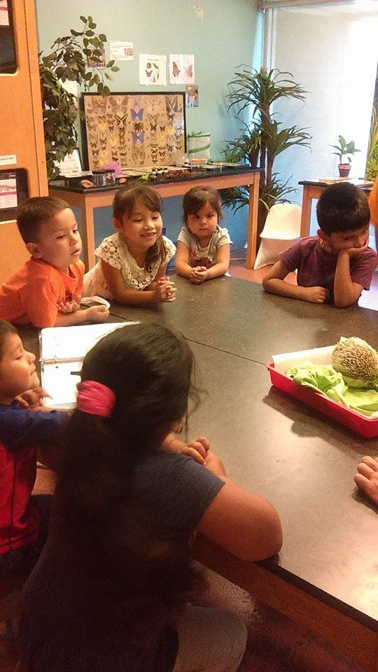 Children gathered around a table looking at a hedgehog in a red tray