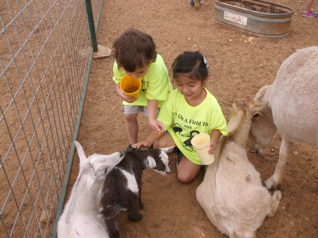Two children feeding goats