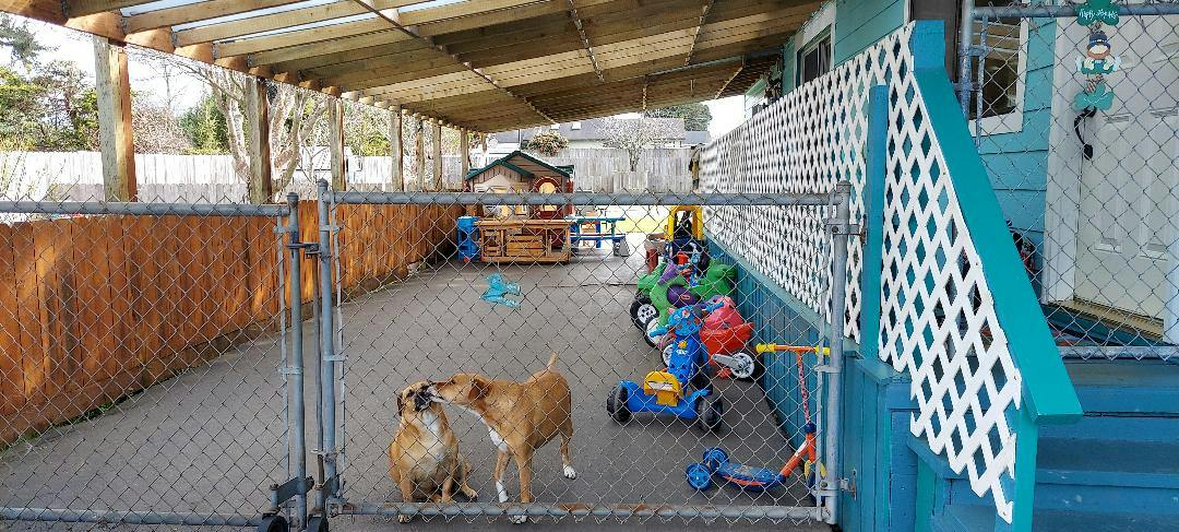 Two dogs interacting near a chain-link fence on a patio with children toys