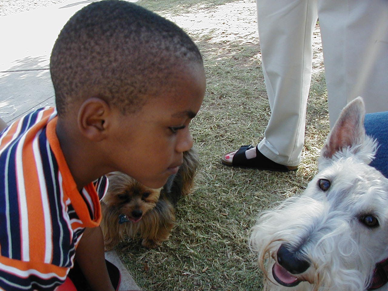 Child looking at a white dog
