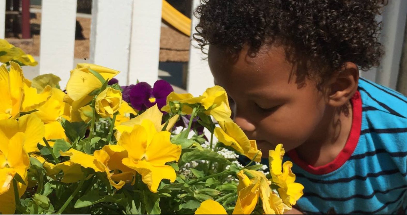 Child smelling yellow flowers