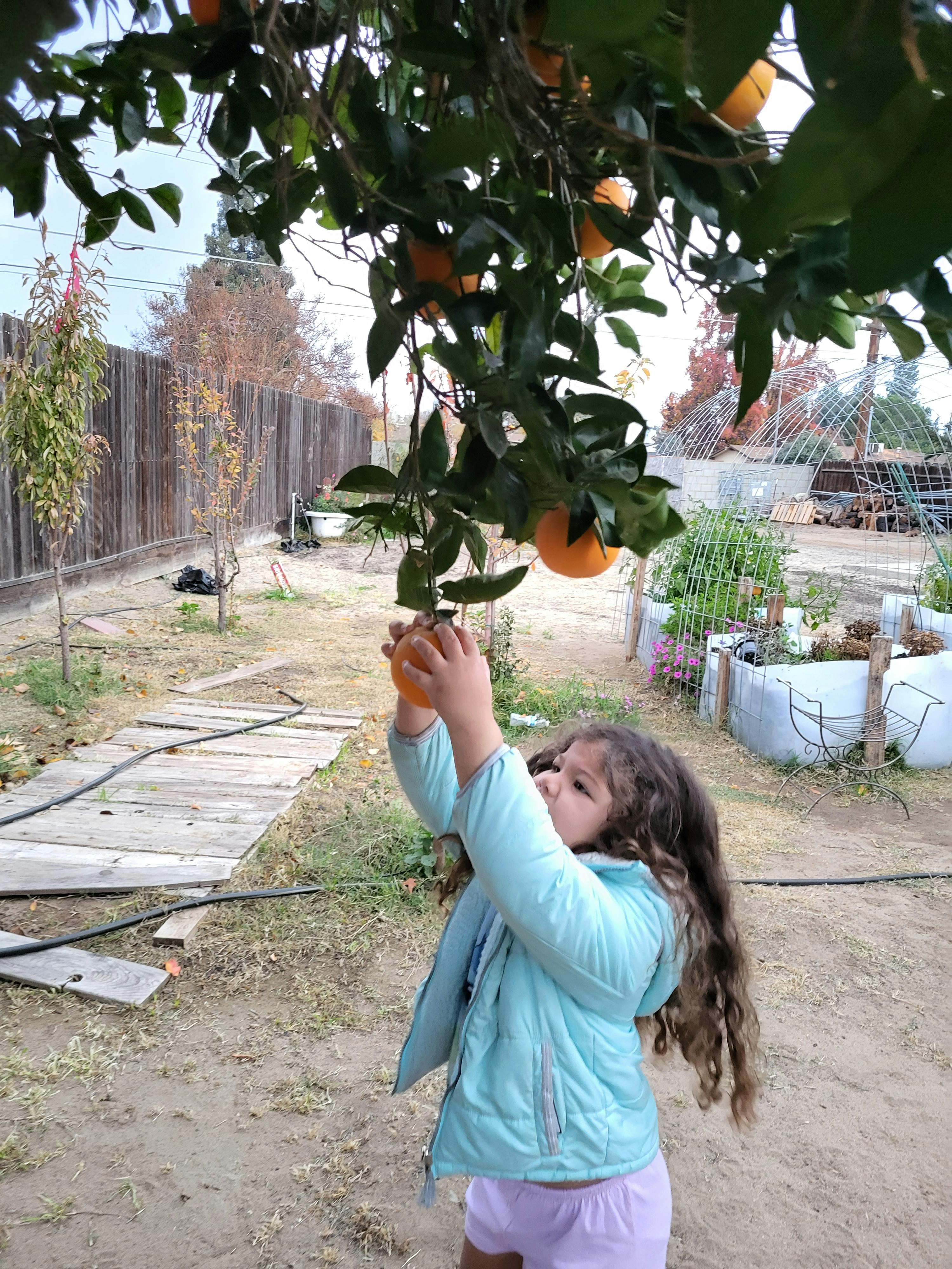Child reaching up to pick an orange from a tree