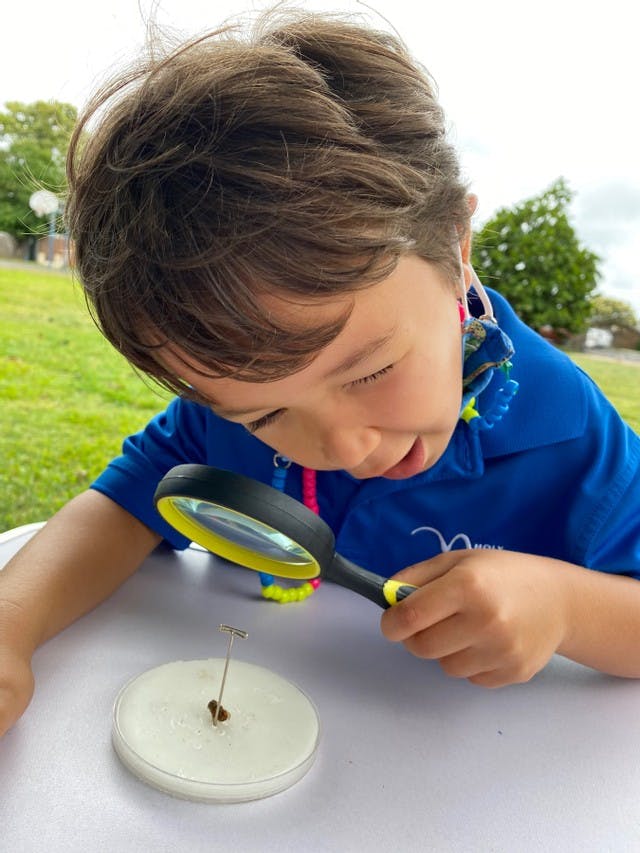 Child looking at a pinned insect with a magnifying glass