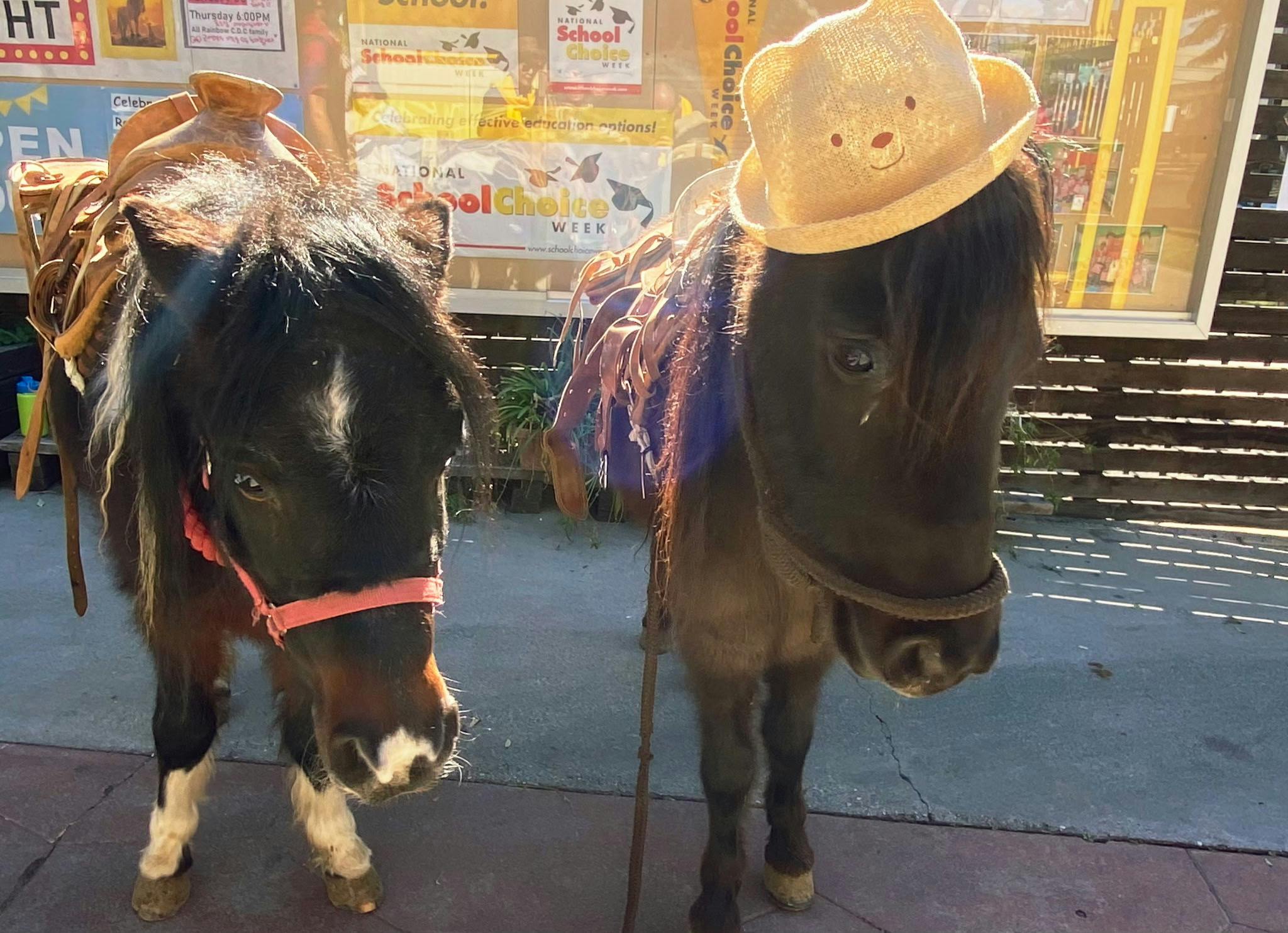 Two ponies with saddles and headstalls, one wearing a straw hat
