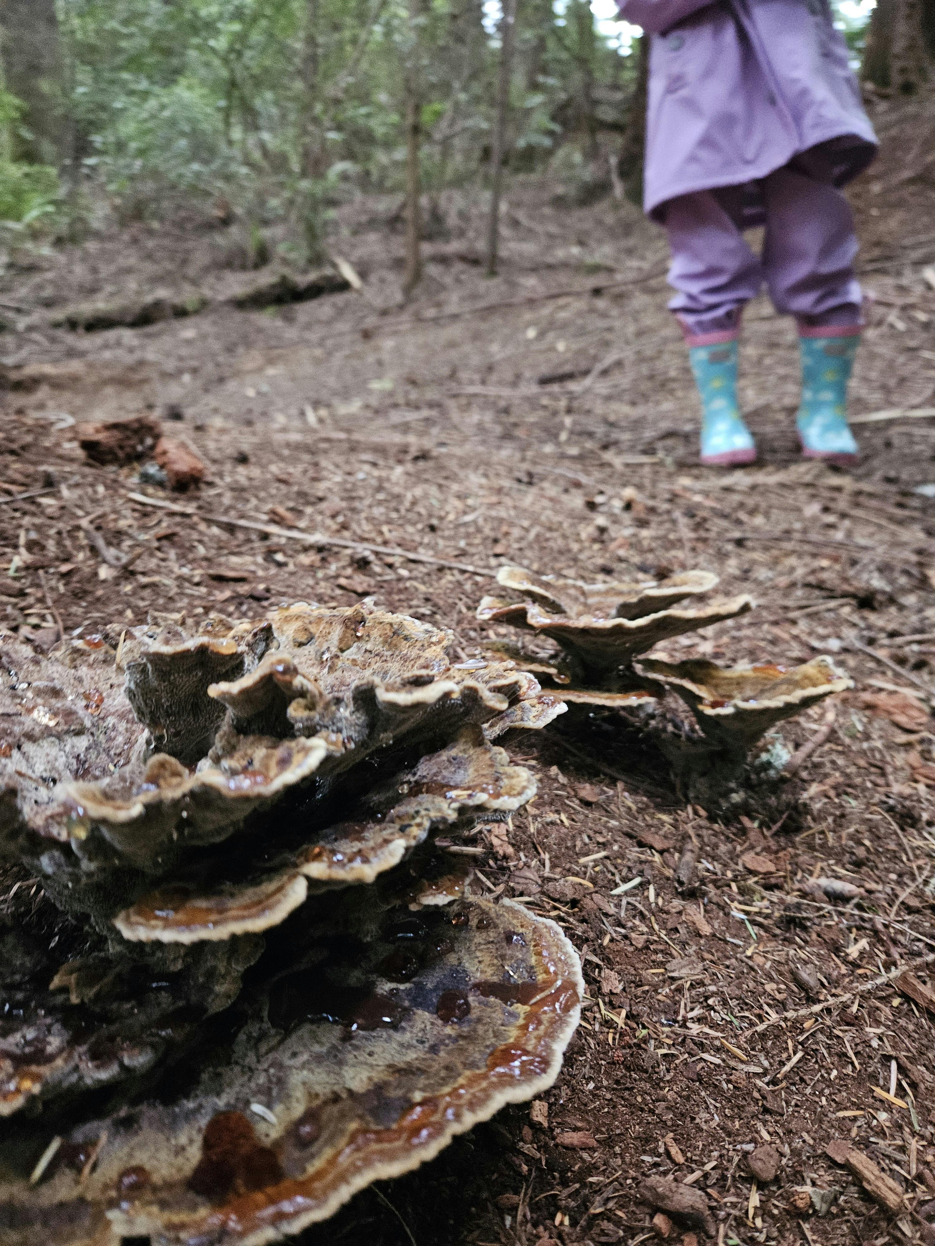 Fungi growing on the ground with a child in rain boots in the background