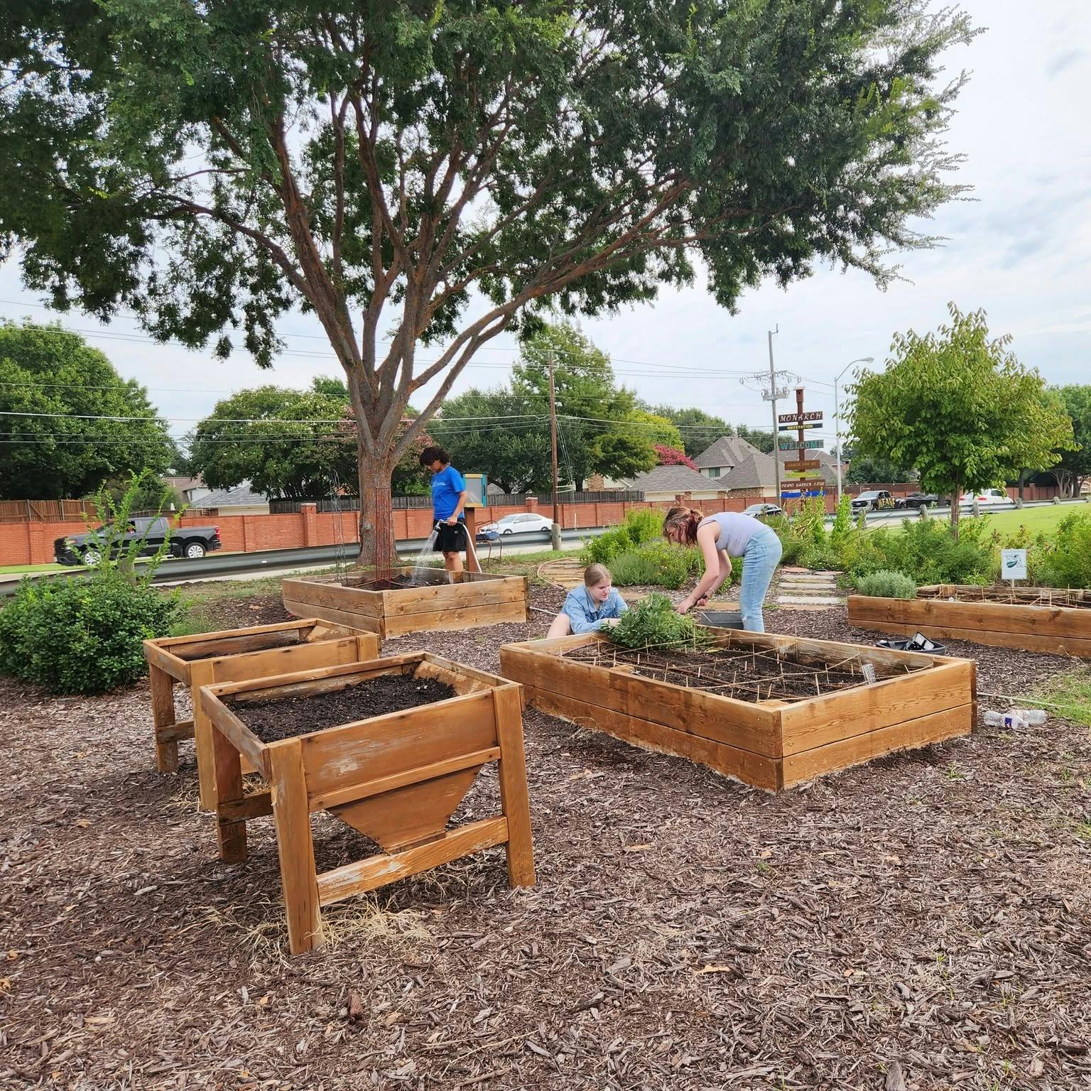 People gardening, one watering a plant, two others tending to raised garden beds