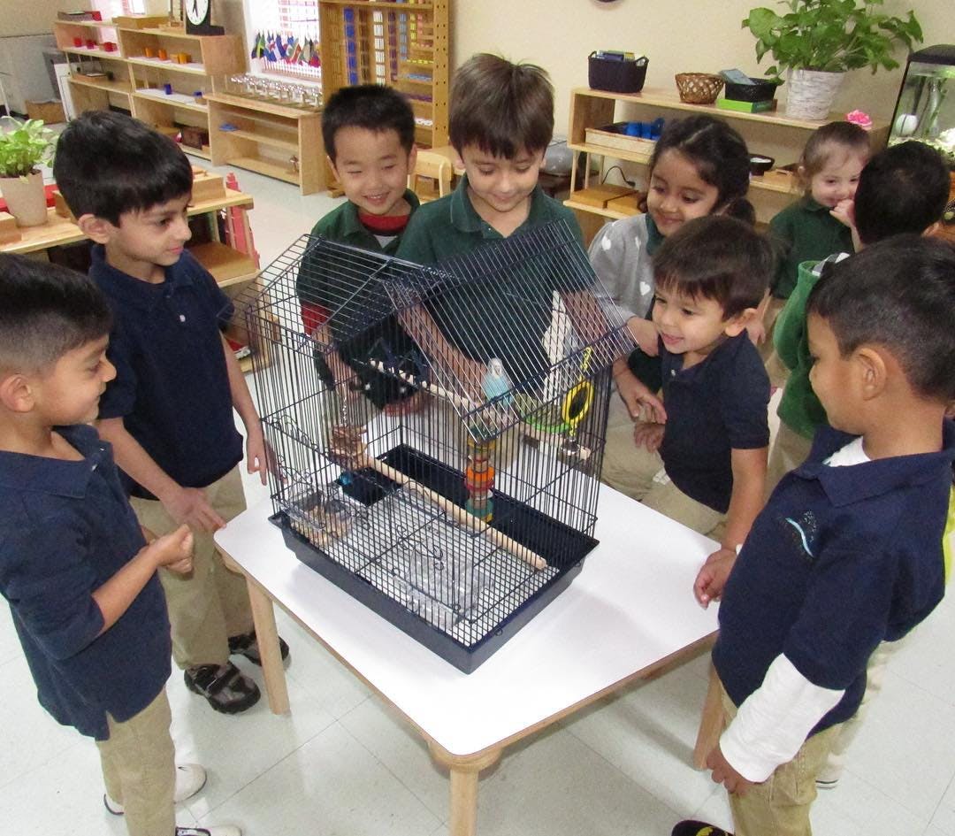 Children gathered around a bird cage on a table in a classroom