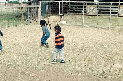 Children playing in a fenced area with a sheep