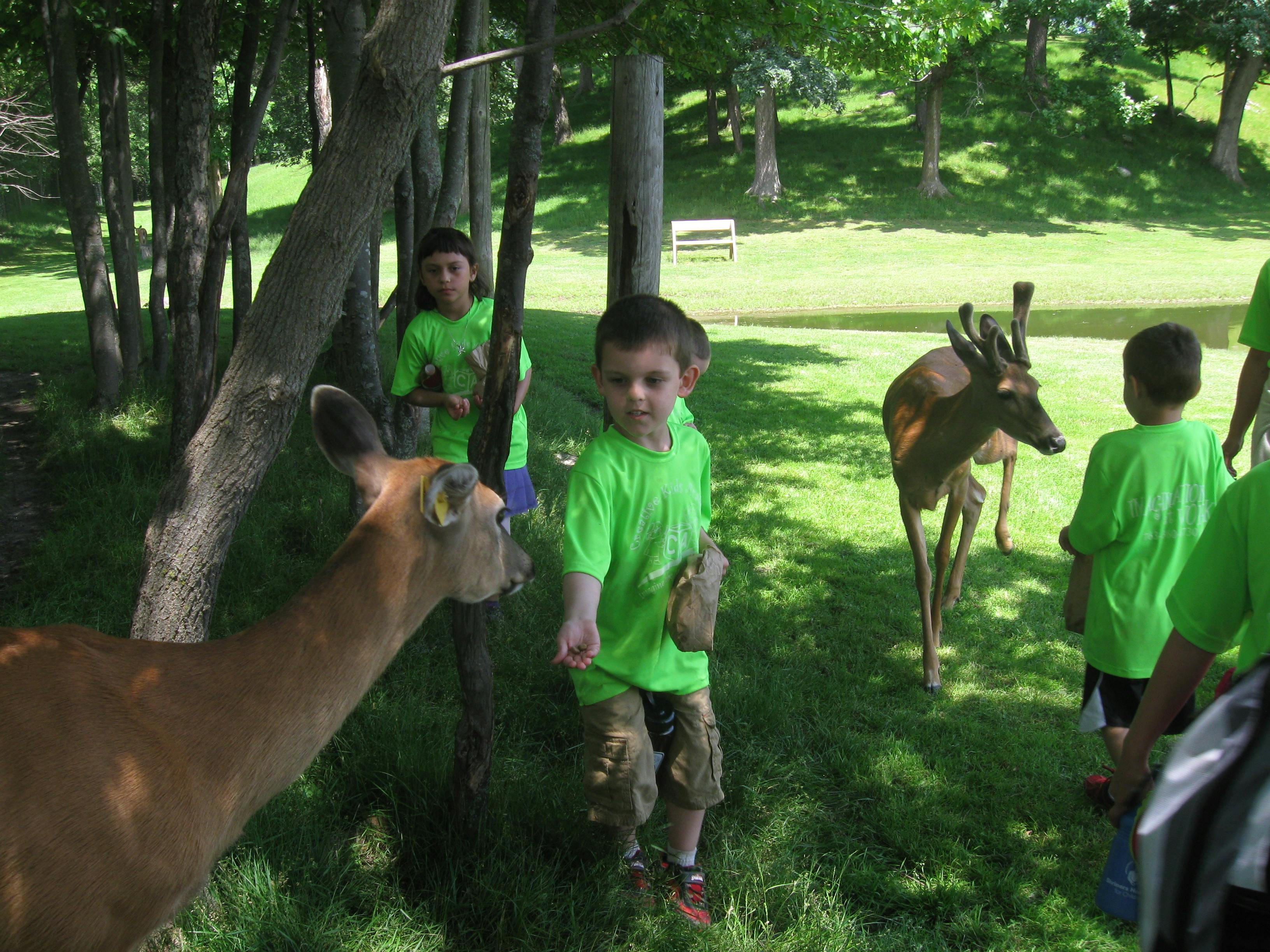 Children in green shirts with deer in a wooded area