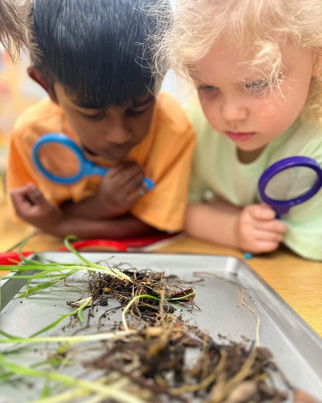 Two children looking at plant roots on a tray with magnifying glasses
