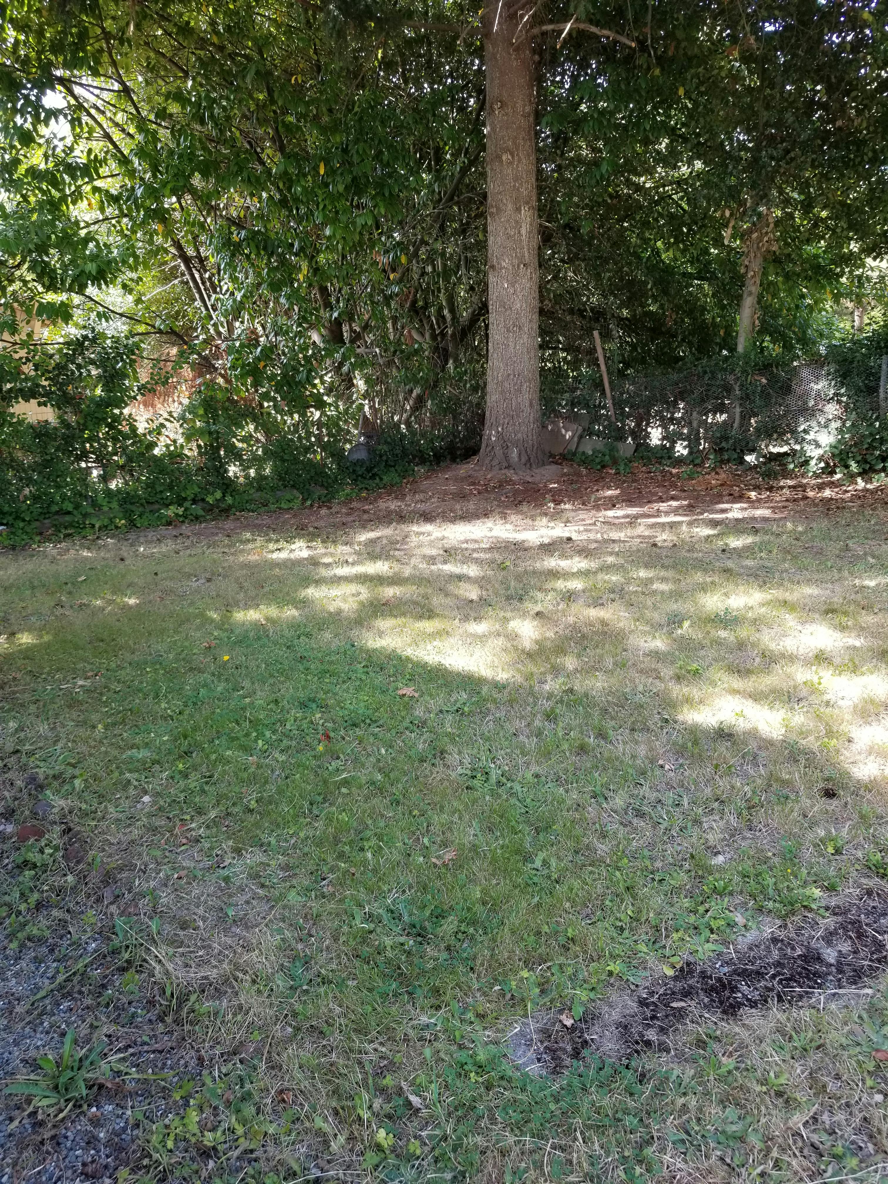 Grassy area with a large tree trunk and green foliage in the background