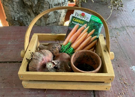 Wooden basket containing plant bulbs, a small terracotta pot, and carrot seeds