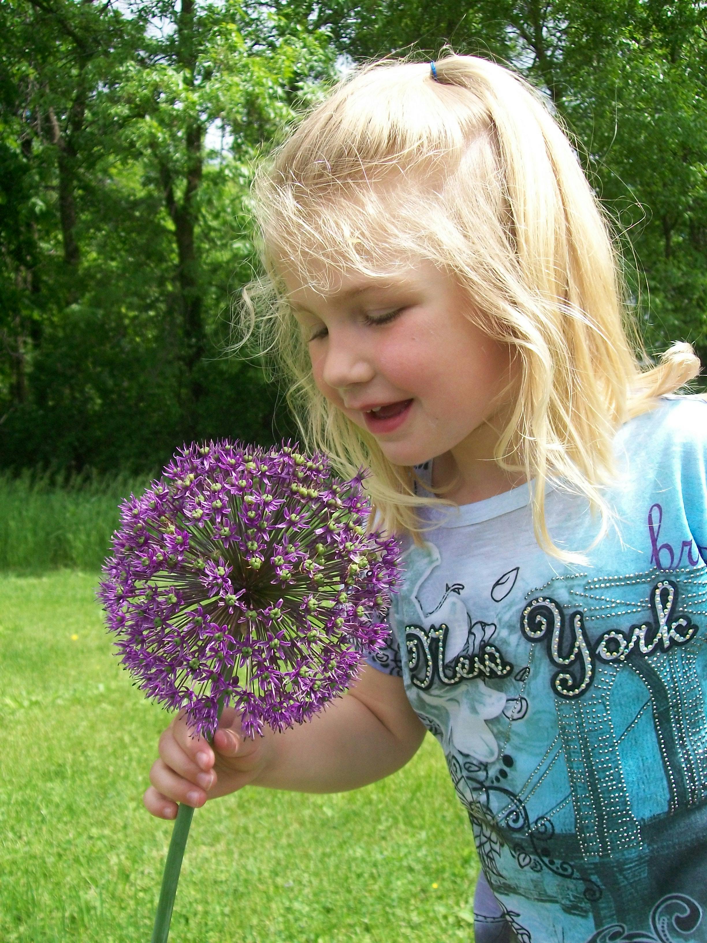 Child holding a purple allium flower