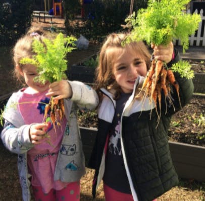 Two children holding bunches of freshly harvested carrots with green tops