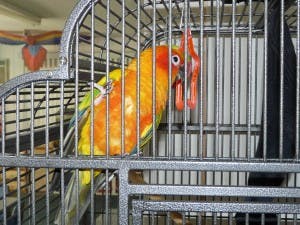 Orange and yellow bird in a cage