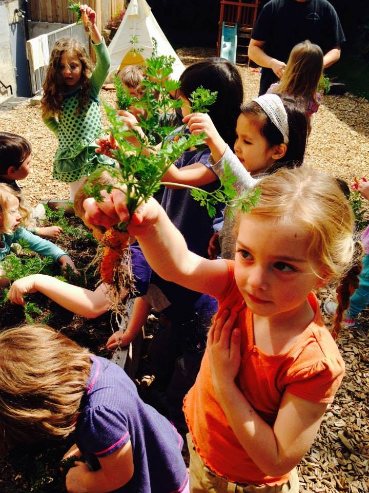 Children harvesting carrots in a garden