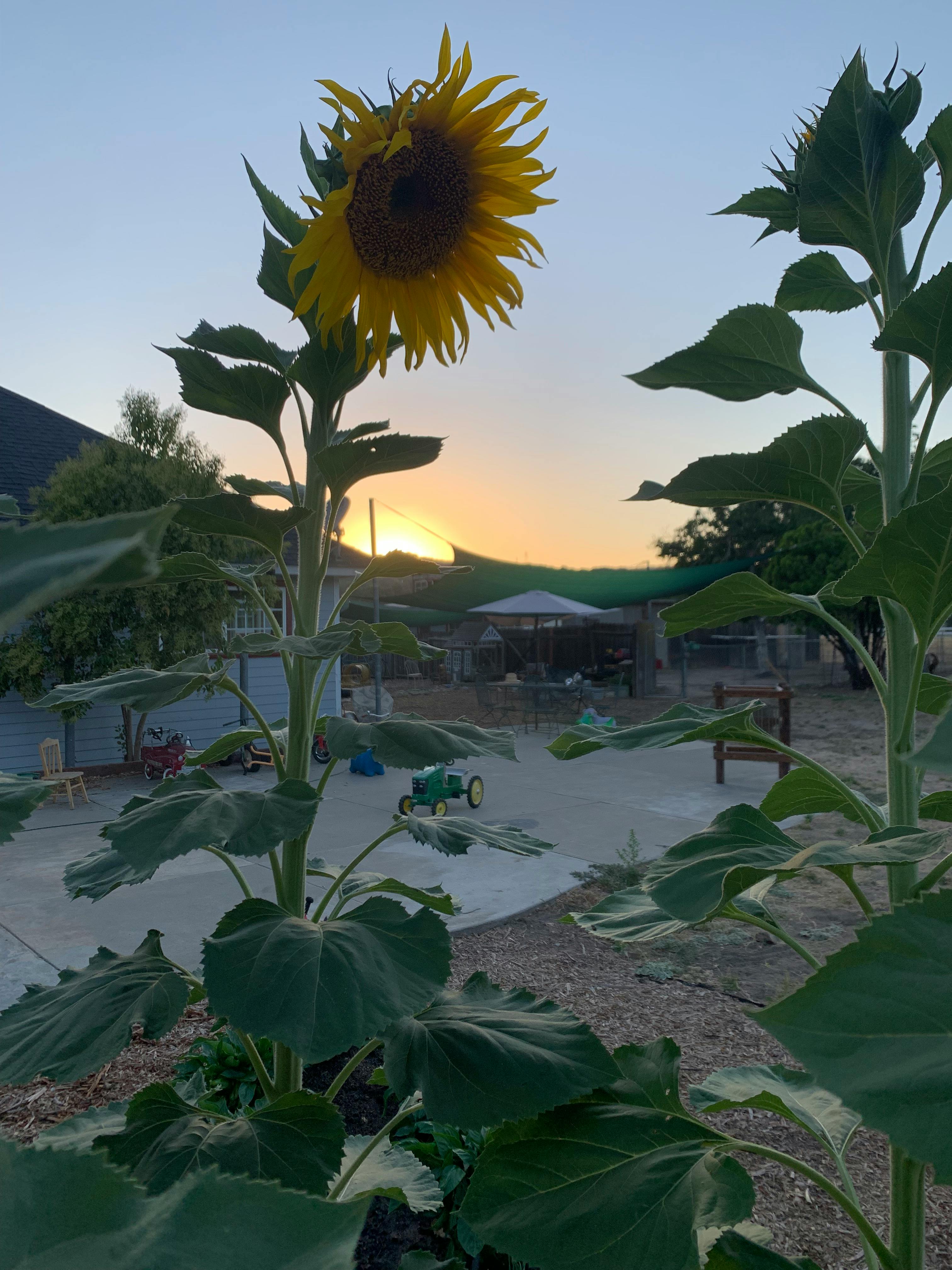 Sunflower with a sunset in the background