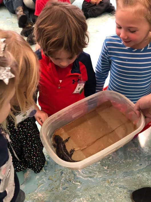 Children looking at a salamander in a plastic container