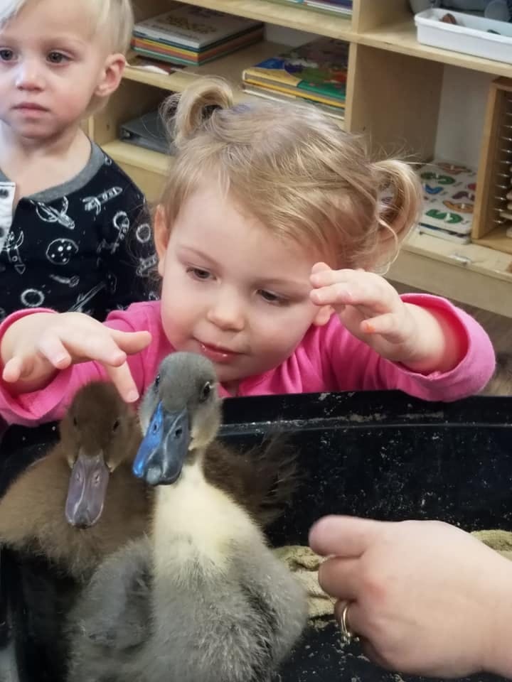 Child reaching out to two ducklings in a container