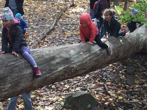 Children climbing on a fallen log in a wooded area