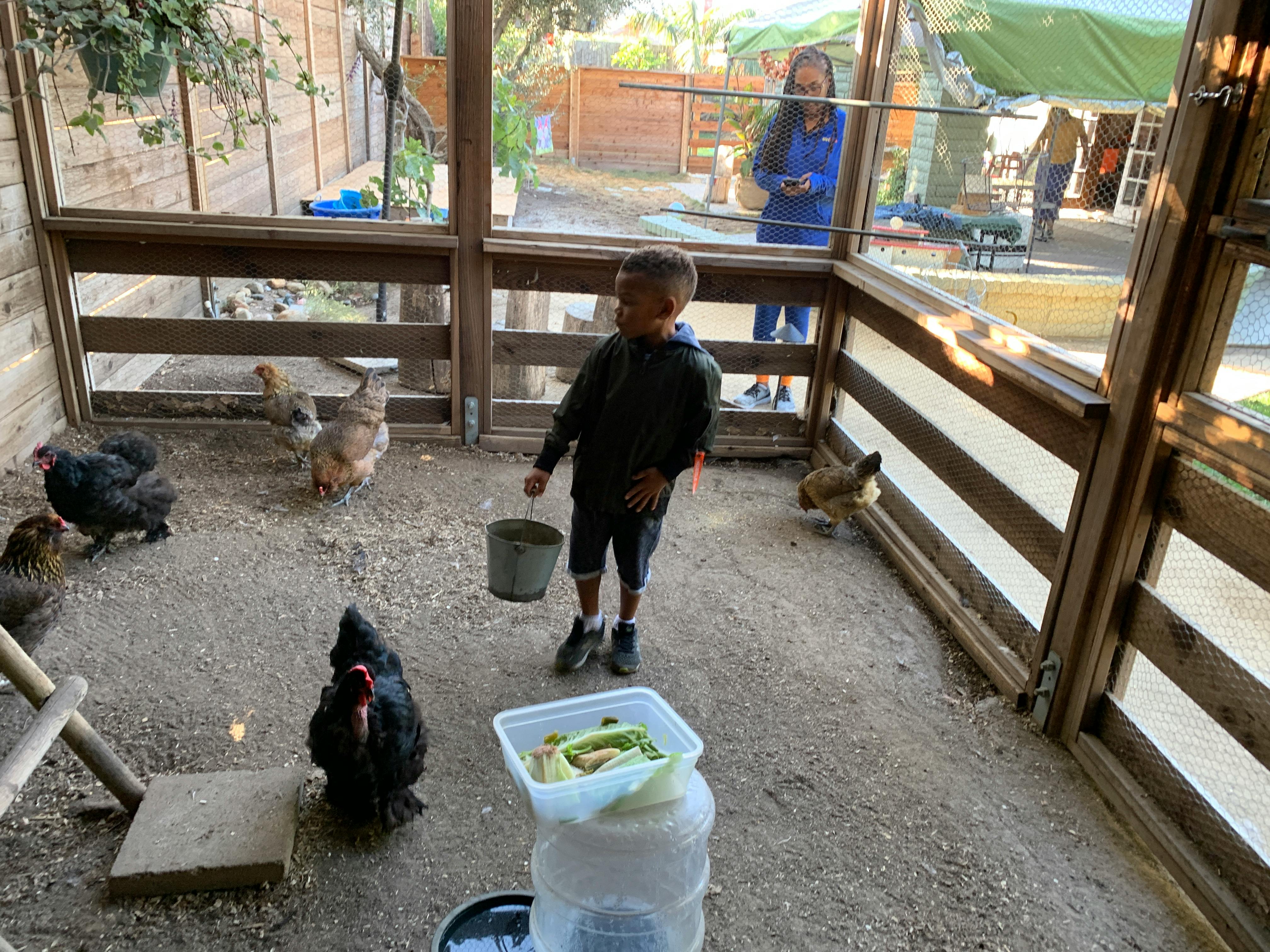 Child holding a bucket in a chicken coop with chickens
