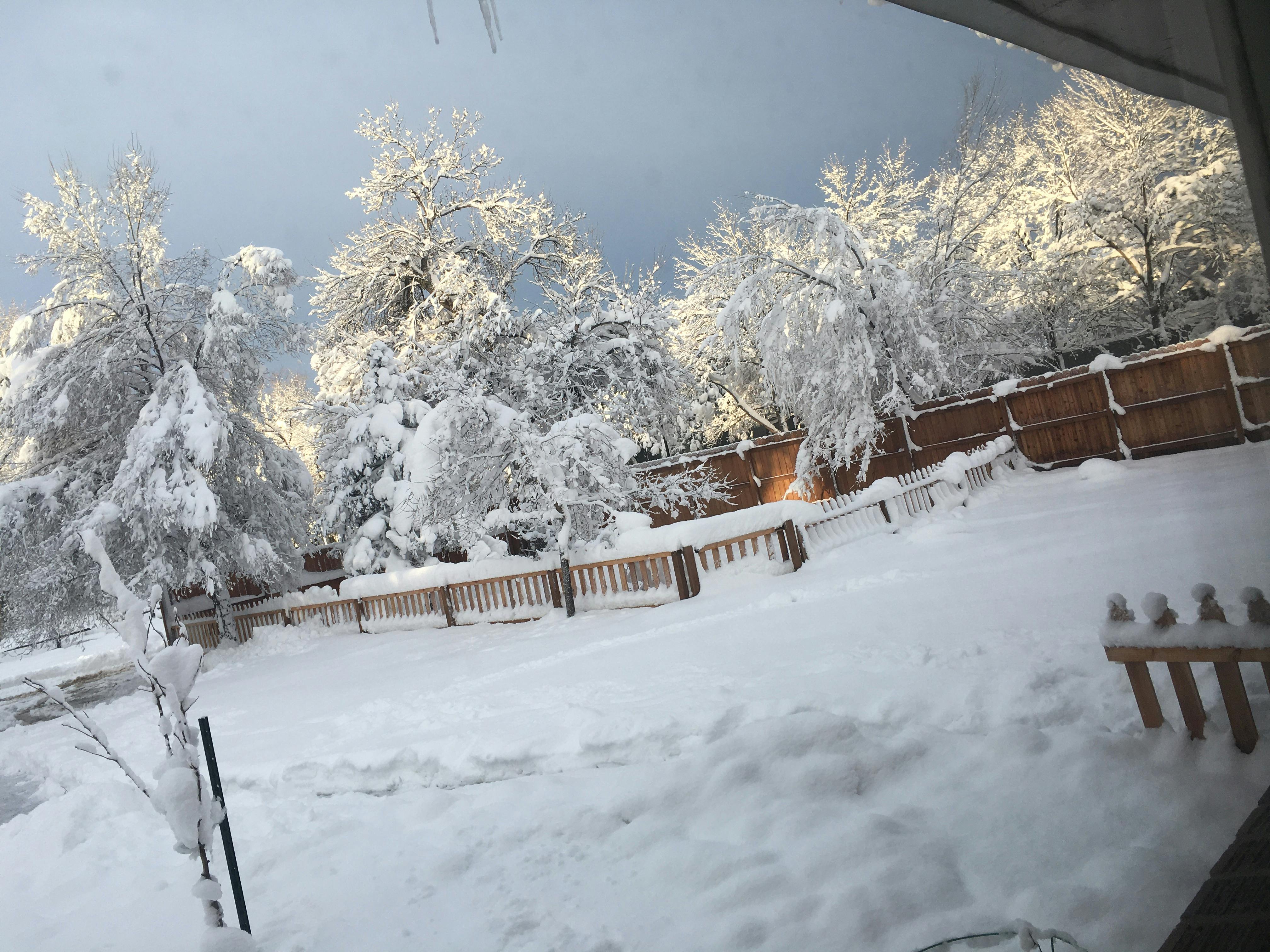 Snow-covered trees and ground with a wooden fence