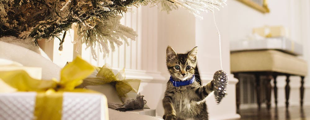Tabby kitten with blue collar playing with an ornament