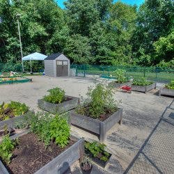 Raised garden beds with plants in an outdoor area