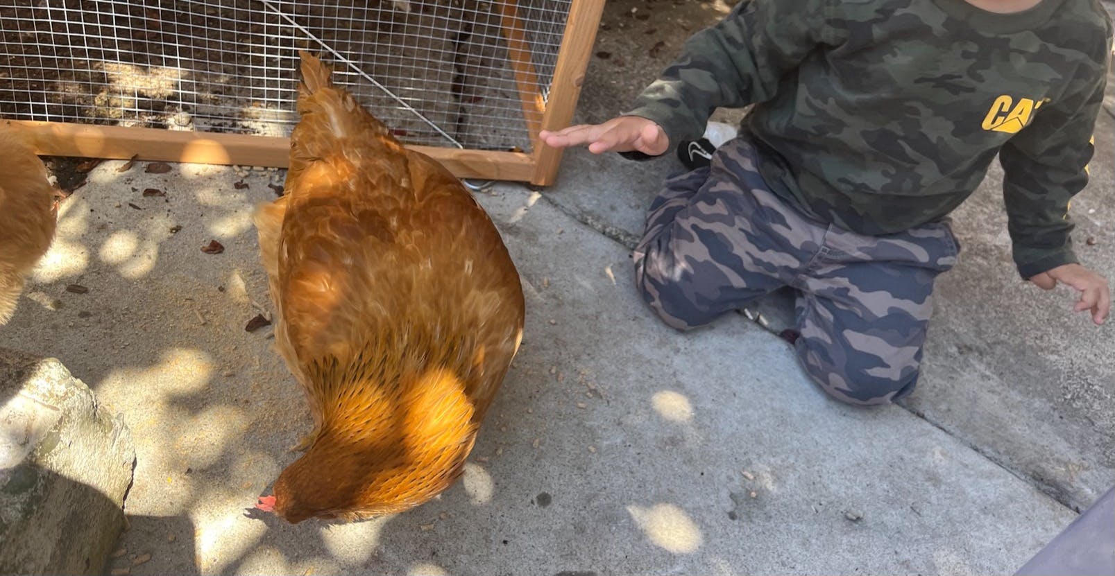 Child kneeling near a chicken
