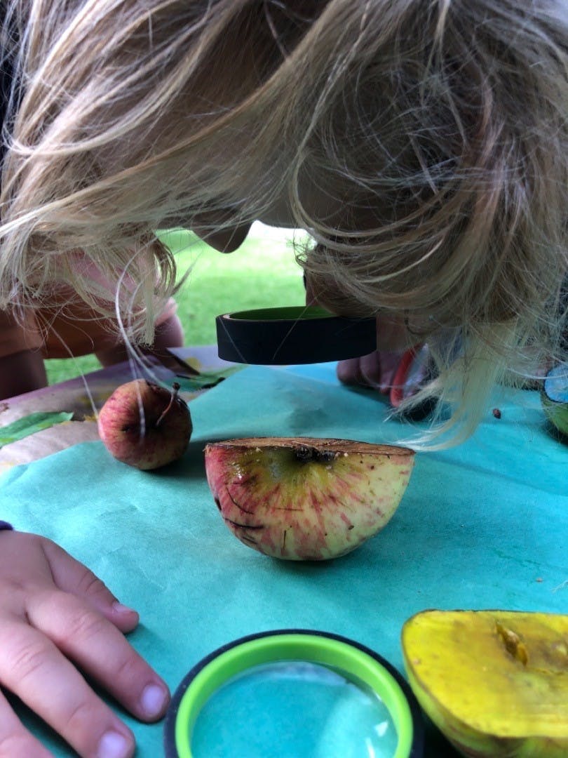 Person looking at a cut apple with a magnifying glass