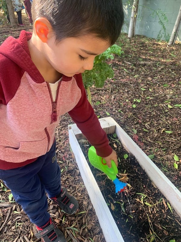 Child watering plants in a raised garden bed