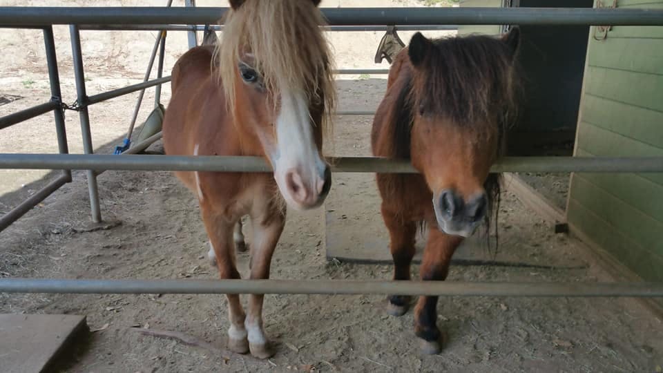 Two ponies behind a fence