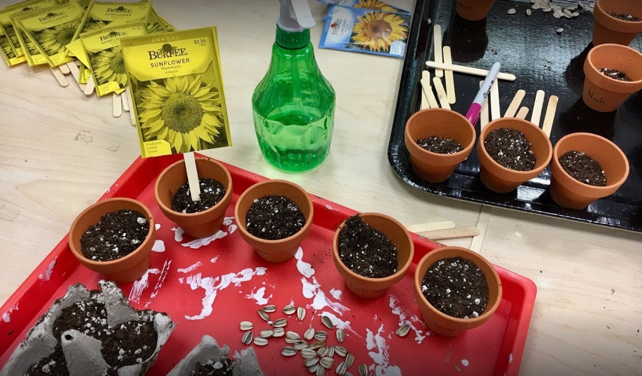 Small terracotta pots filled with soil and seeds on a red tray