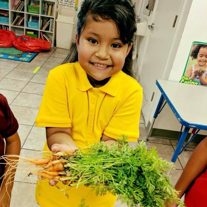 Child holding a bunch of freshly harvested carrots with green tops