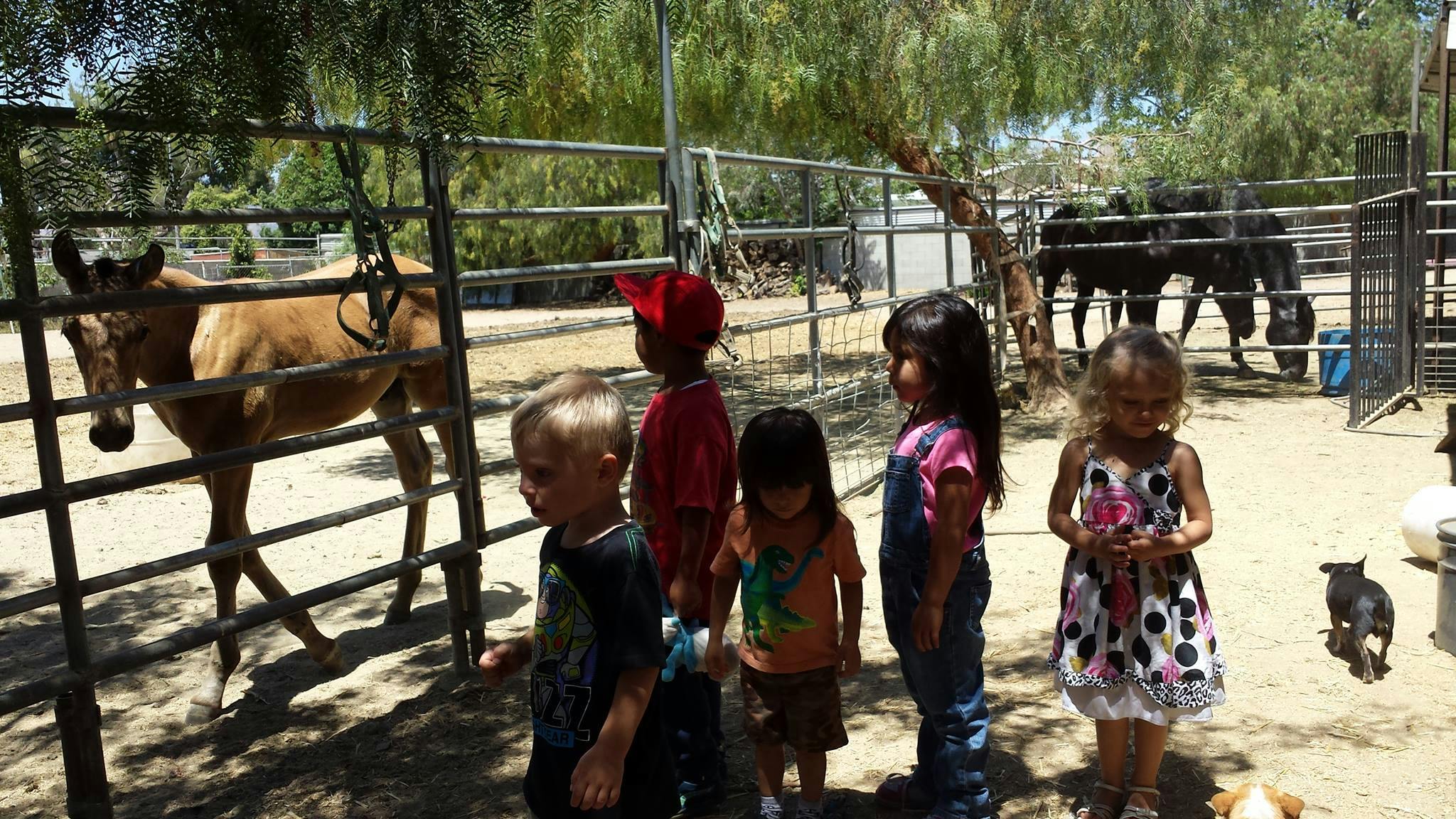 Children looking at horses behind a fence