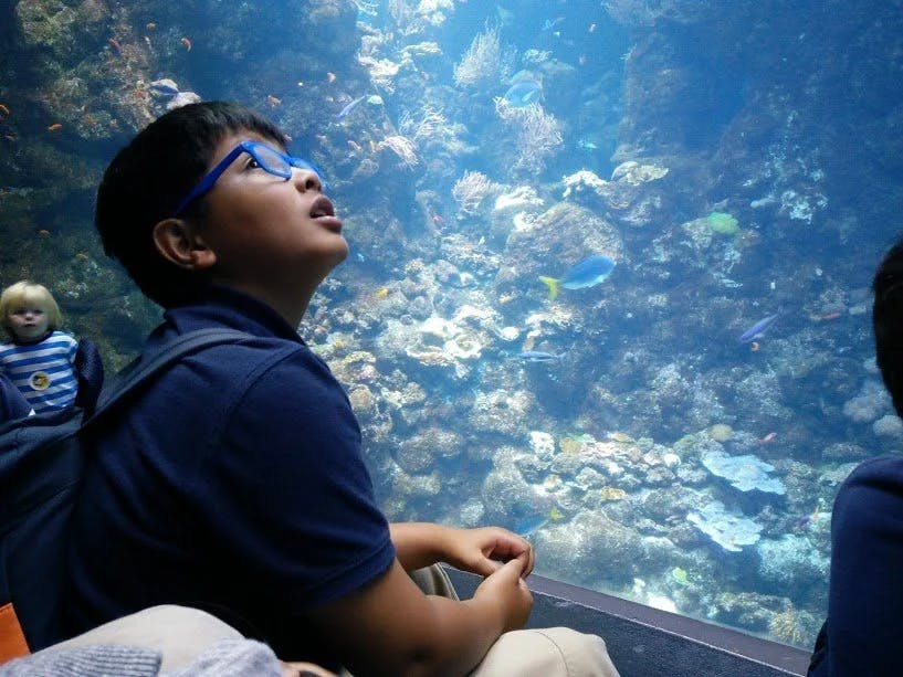 Child in glasses looking up at an aquarium tank with fish and coral