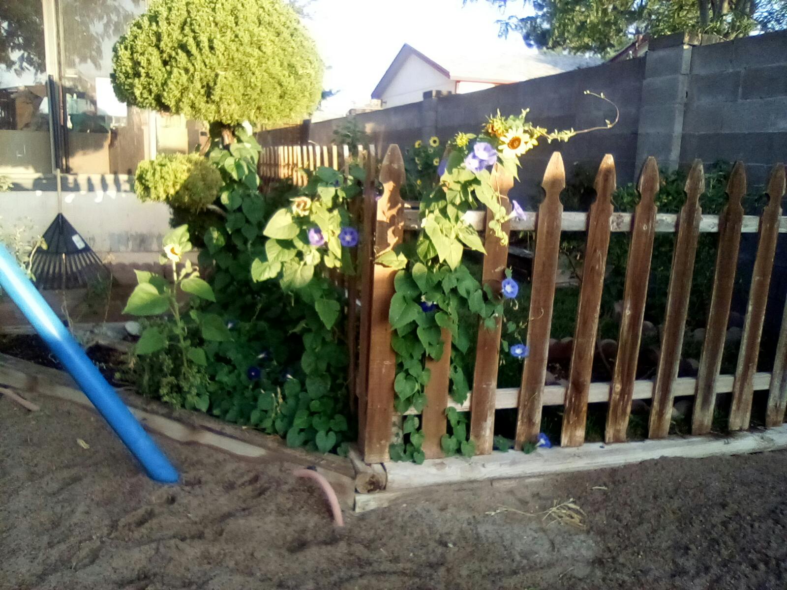 Wooden picket fence with green plants and blue flowers