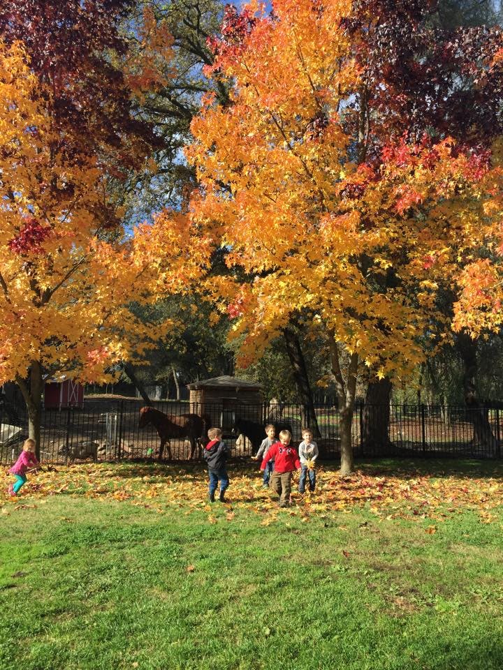 Children playing in autumn leaves near trees with fall foliage and horses