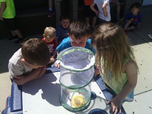 Children looking at an insect habitat