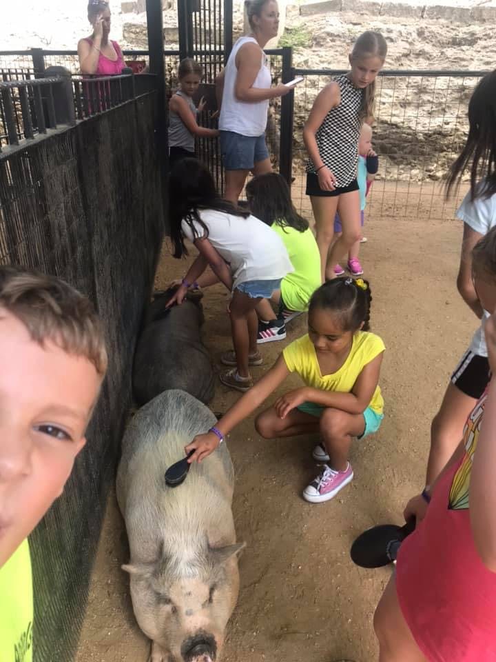 Children brushing a pig at a farm