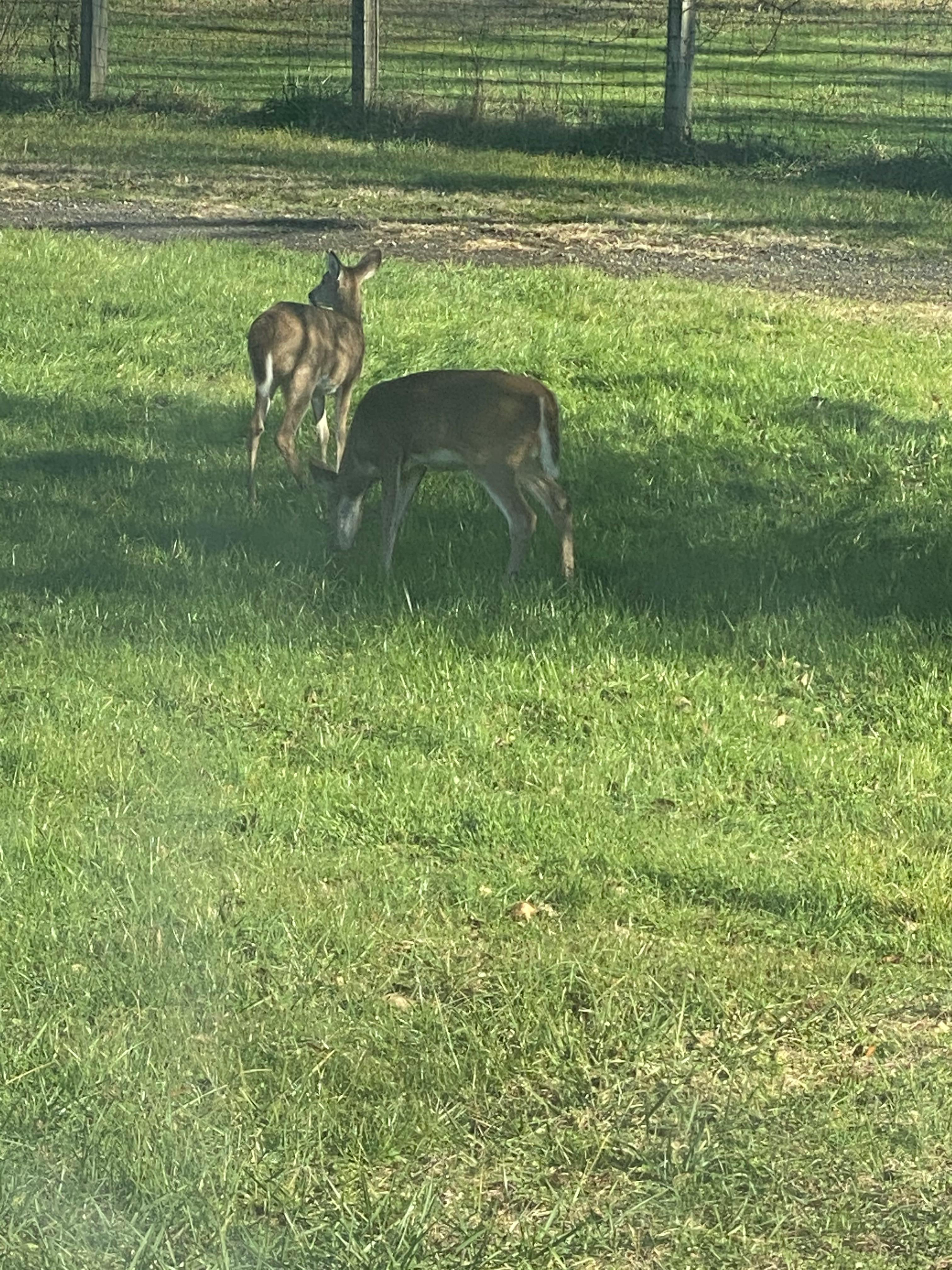 Two deer grazing in a grassy field