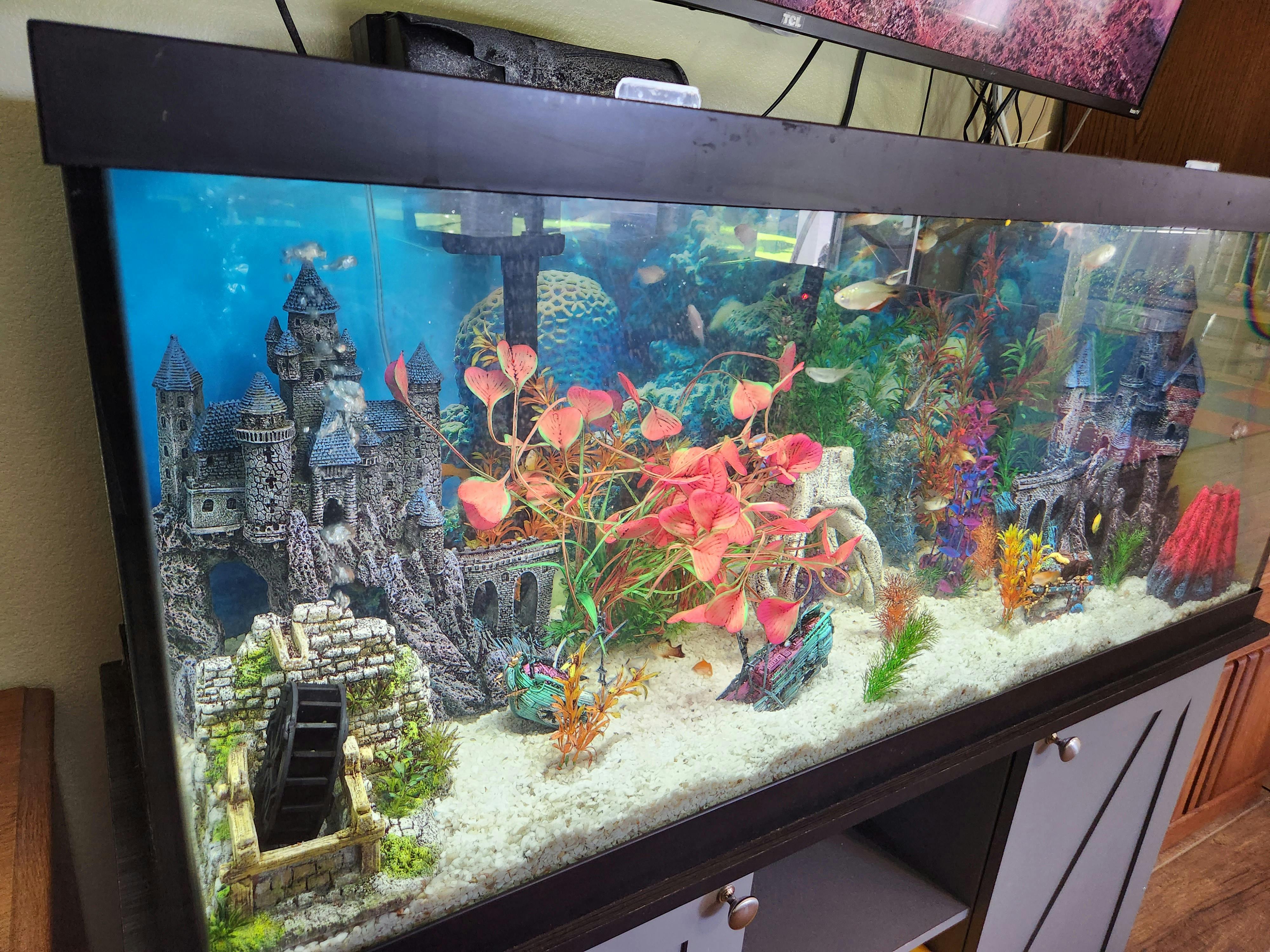Large fish tank with castle decorations and colorful plants