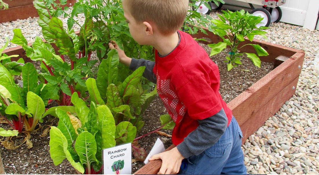Child in a red shirt tending to plants in a raised garden bed