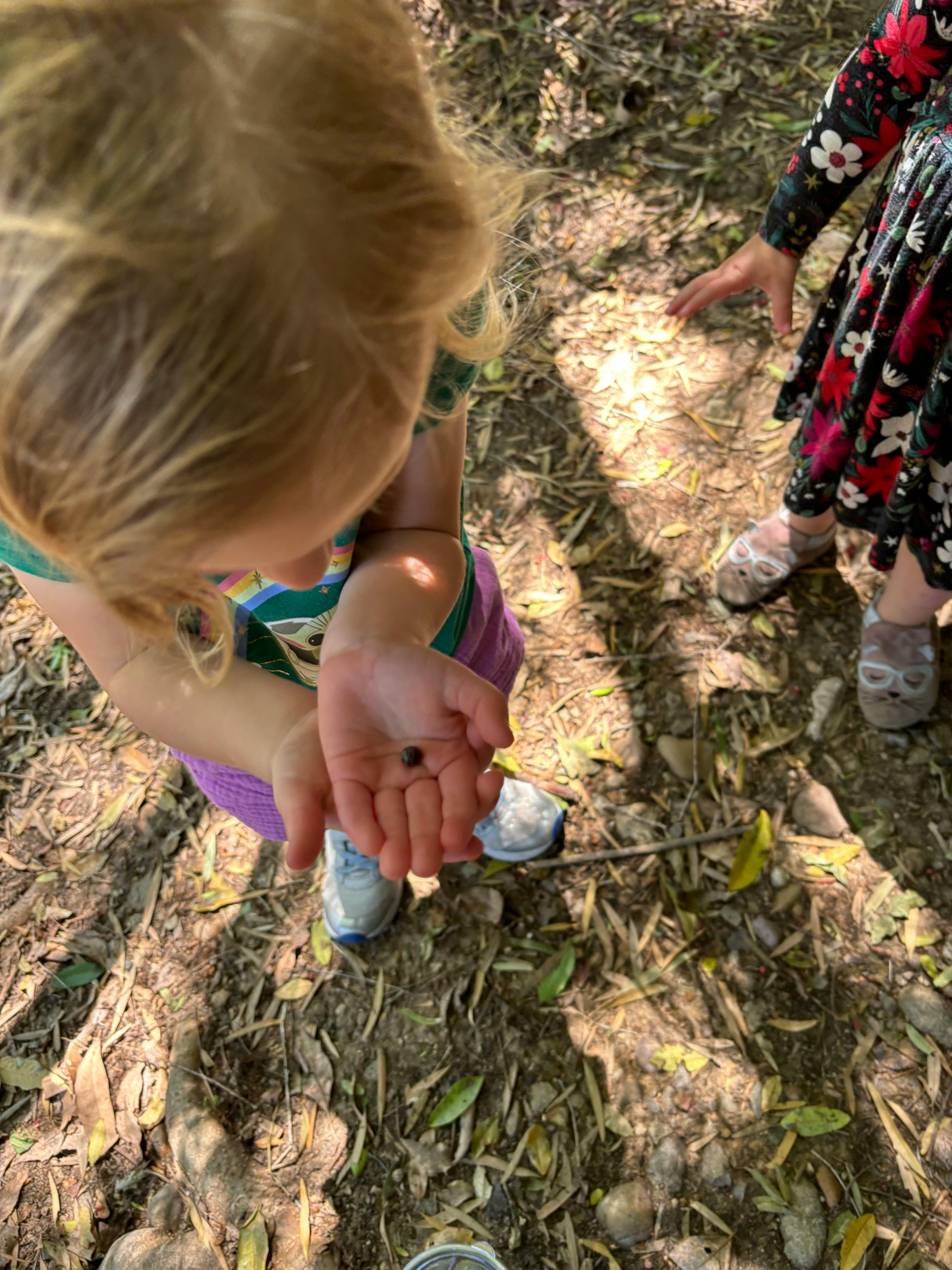 Child holding a small insect in their open palm