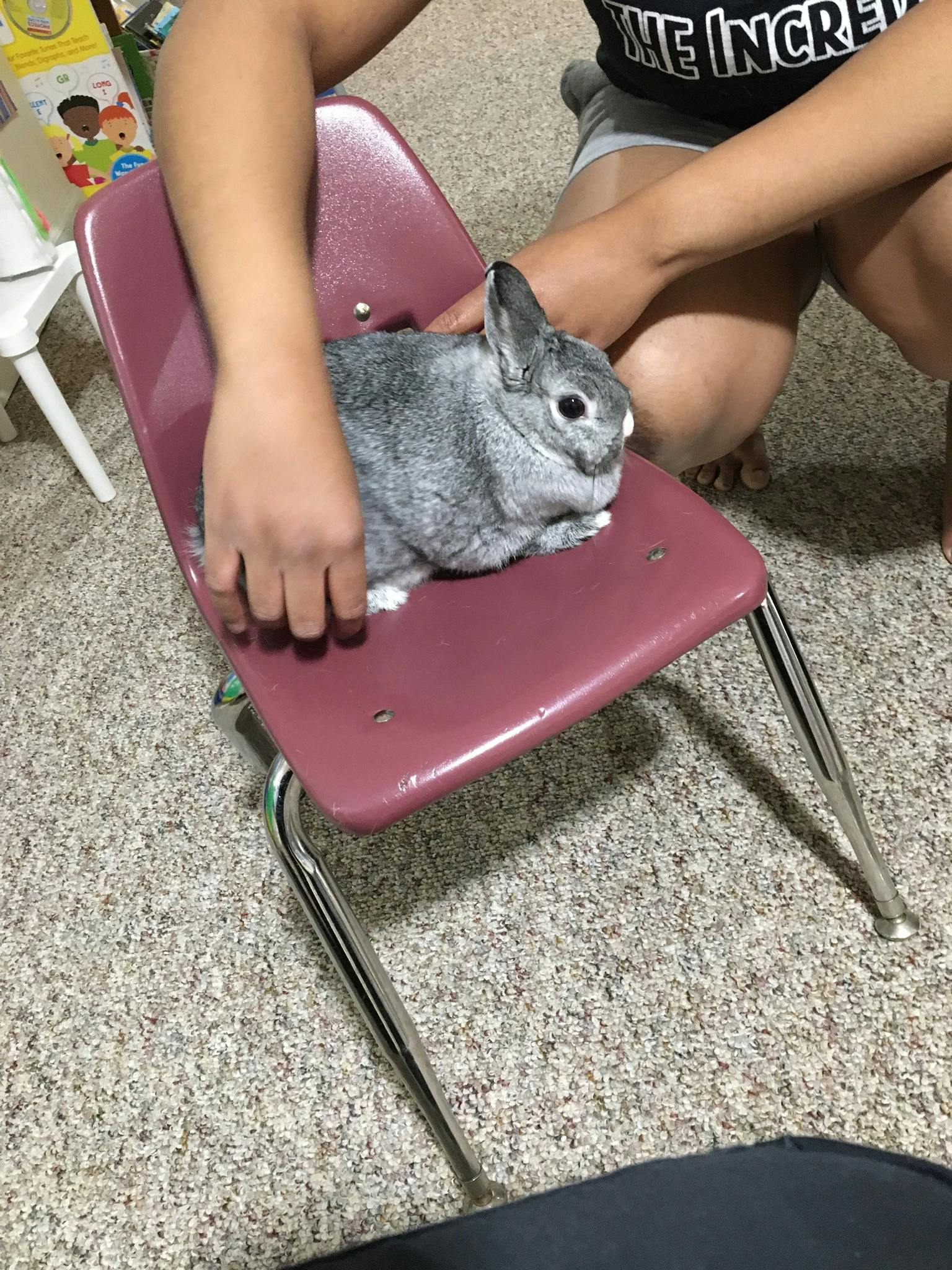 Person holding a rabbit on a small chair