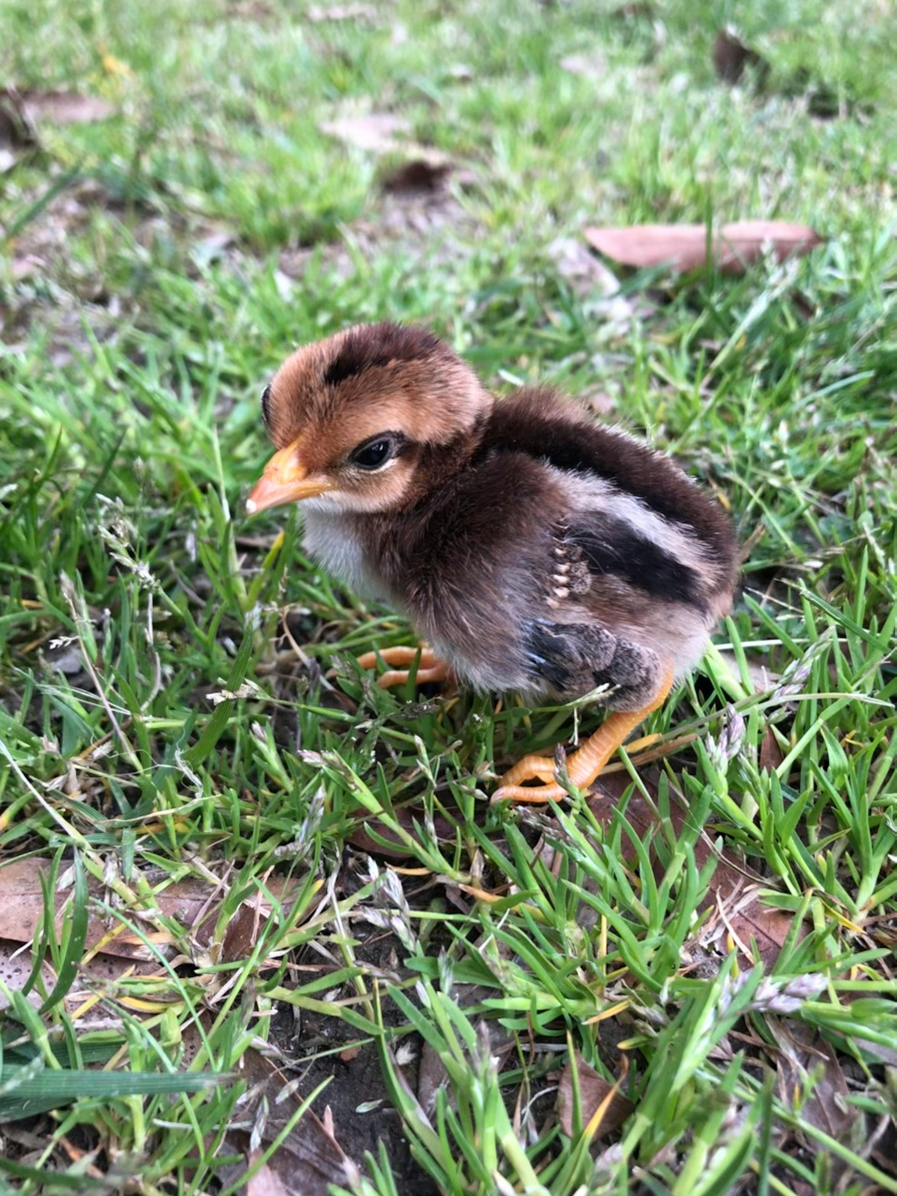 Small chick standing in grass