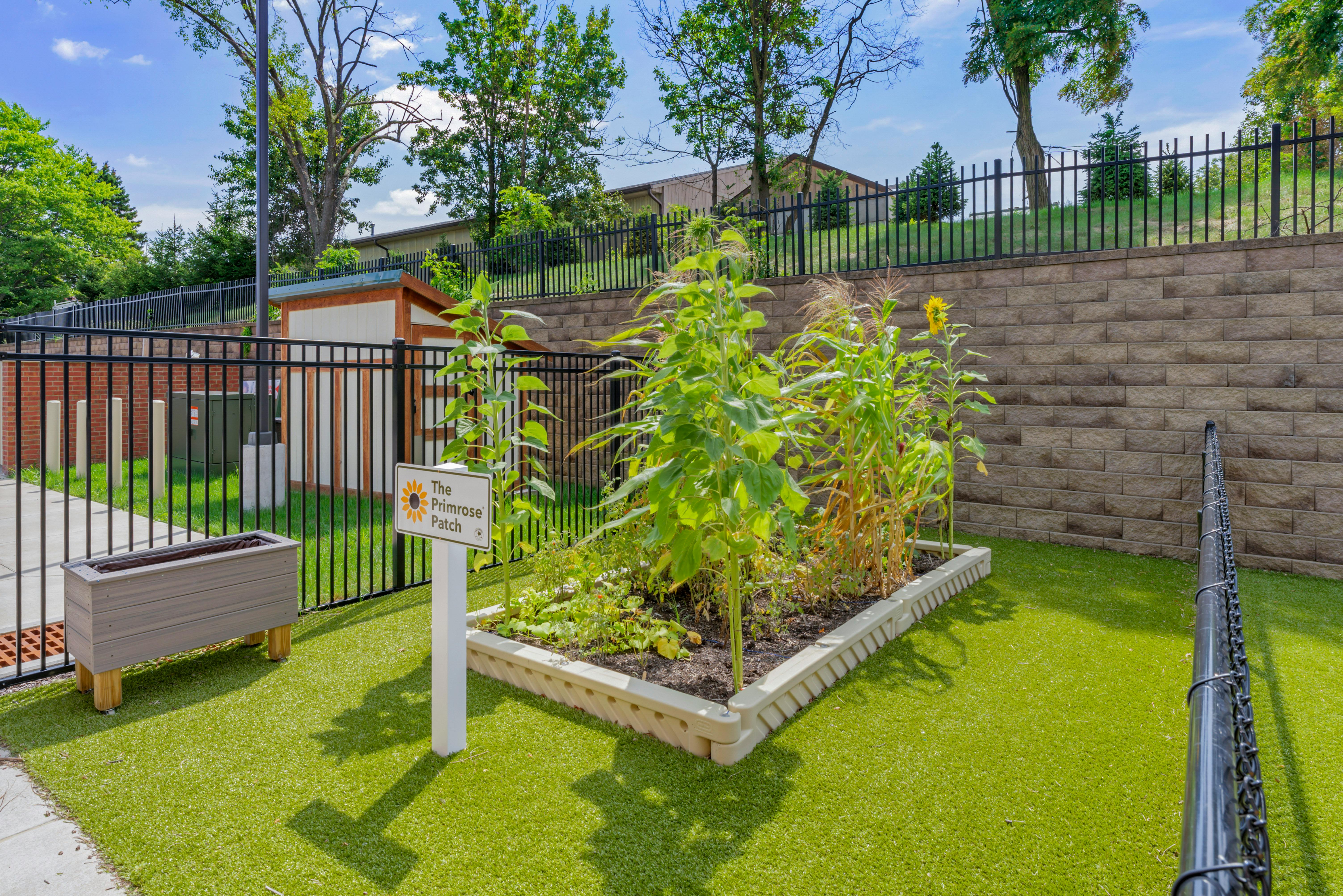 Raised garden bed with sunflowers and corn, next to a sign for "The Primrose Patch"